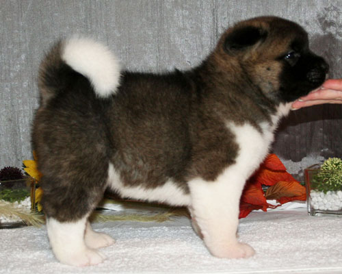 Marook&nbsp;Ravine&nbsp;Breaking&nbsp;Dawn "Renesmee"