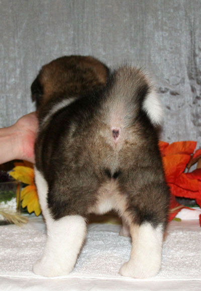 Marook&nbsp;Ravine&nbsp;Breaking&nbsp;Dawn "Renesmee"