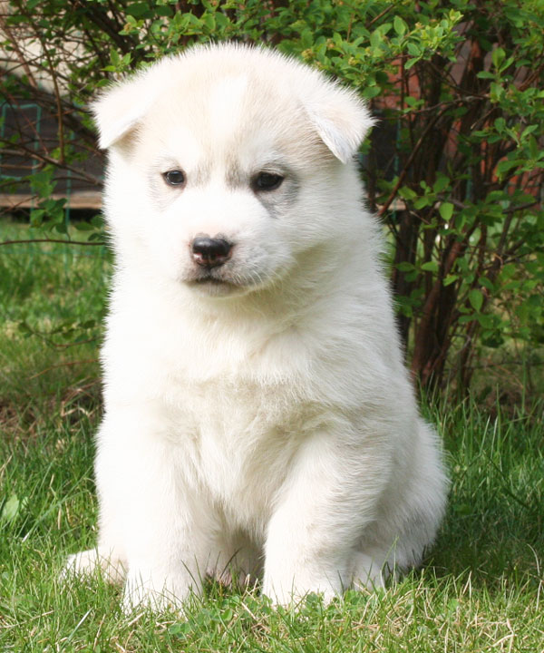 Siberian Husky Marook Ravine [P Litter]