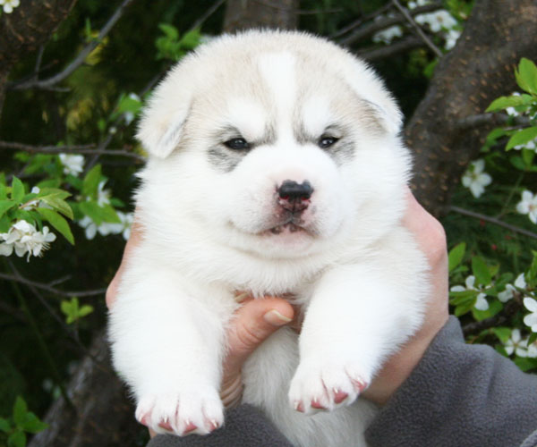 Siberian Husky Marook Ravine [Marook Ravine Pruno Mars]