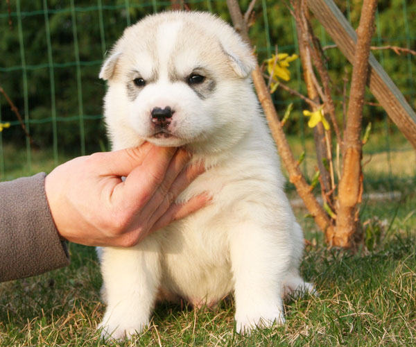 Siberian Husky Marook Ravine [Marook Ravine Pruno Mars]