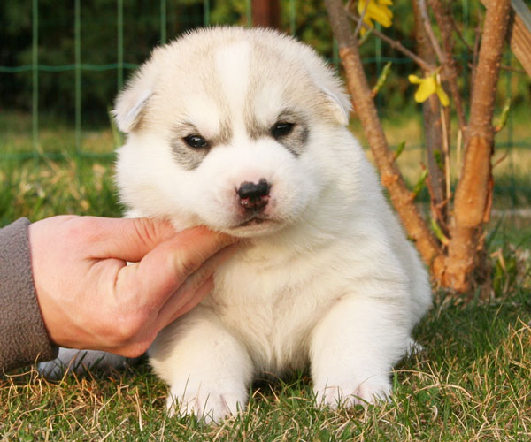Siberian Husky Marook Ravine [Marook Ravine Pruno Mars]